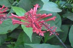 Odontonema strictum